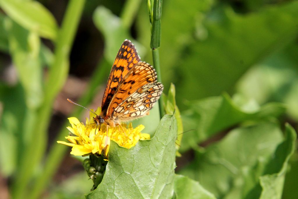 Melitaea nevadensis